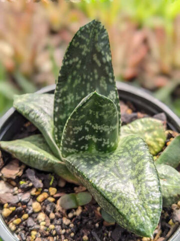 Vibrant Nitida Modesta Gasteria Plant (aloe-like) - Image 5