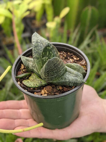 Vibrant Nitida Modesta Gasteria Plant (aloe-like) - Image 3
