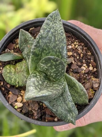 Vibrant Nitida Modesta Gasteria Plant (aloe-like) - Image 4