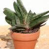 Popular Vlockii Gasteria Plant (aloe-like)