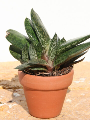 Popular Vlockii Gasteria Plant (aloe-like)