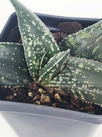Fast Clustering Vlockii Rosette Gasteria Plant (aloe-like)