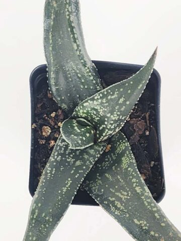 Fast Clustering Vlockii Rosette Gasteria Plant (aloe-like) - Image 3