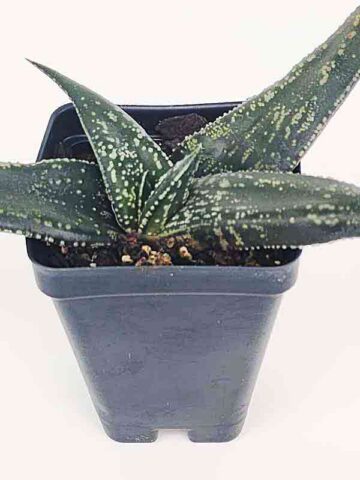 Fast Clustering Vlockii Rosette Gasteria Plant (aloe-like)