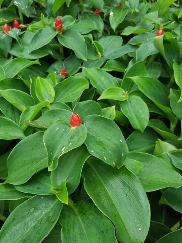 Lg. Hawiian Lolipop Ginger Plant (costus sp) - Image 4