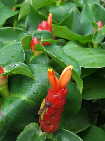 Lg. Hawiian Lolipop Ginger Plant (costus sp) - Image 3