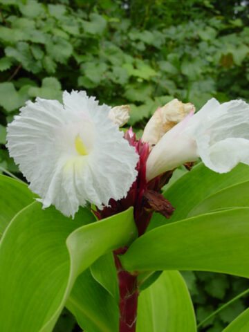 XL Speciosus Crepe Ginger Plant (costus sp)