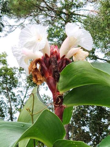 Alternative view of XL Speciosus Crepe Ginger Plant (costus sp)