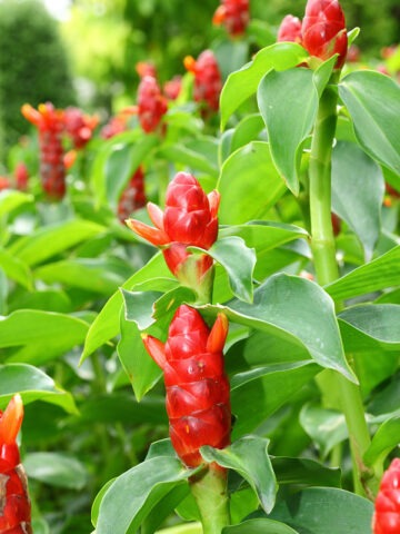 Lg. Hawiian Lolipop Ginger Plant (costus sp)