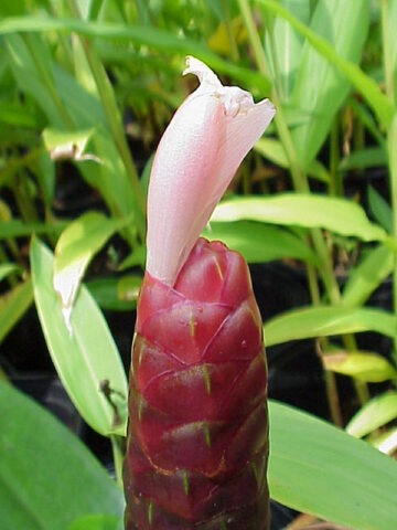 Lg. Spraylus Purple Ginger Plant (costus sp)