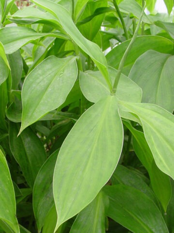 Alternative view of Lg. Spraylus Purple Ginger Plant (costus sp)