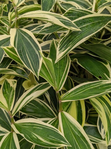 Alternative view of Lg. Specious Variegated Ginger Plant (costus sp)