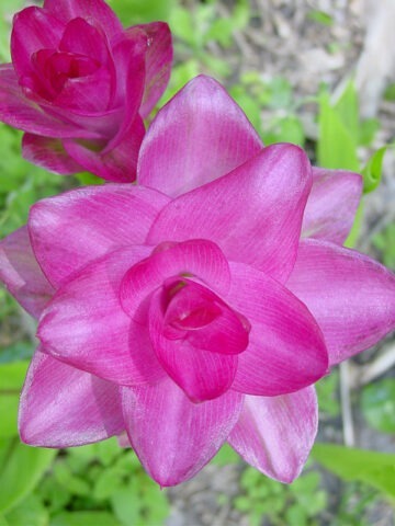 Alternative view of Lg. Elata Hidden-lily Ginger Plant (curcuma sp)