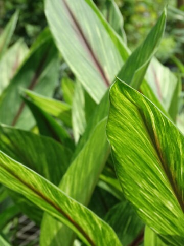 Alternative view of Lg. Gold Dust Hidden-lily Ginger Plant (curcuma sp)