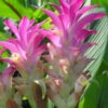 Lg. Hot Lips Hidden-lily Ginger Plant (curcuma sp)
