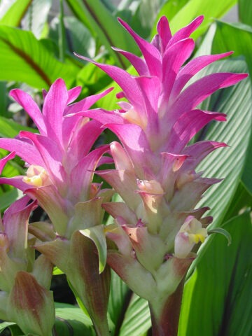 Lg. Hot Lips Hidden-lily Ginger Plant (curcuma sp)