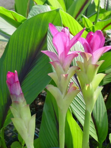 Alternative view of Lg. Hot Lips Hidden-lily Ginger Plant (curcuma sp)