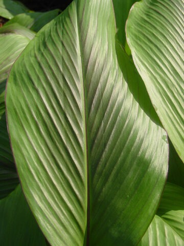 Lg. Rubescens Hidden-lily Ginger Plant (curcuma sp)