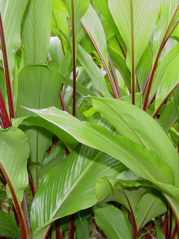 Alternative view of Lg. Rubescens Hidden-lily Ginger Plant (curcuma sp)