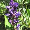 Lg. Tropical Blue Ginger (dichorisandra thyrsiflora)