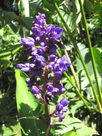 Lg. Tropical Blue Ginger (dichorisandra thyrsiflora)