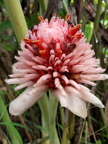 Alternative view of Lg. Sweet Pink Torch Ginger Plant (etlingera elatior)
