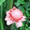 Lg. Sweet Pink Torch Ginger Plant (etlingera elatior)