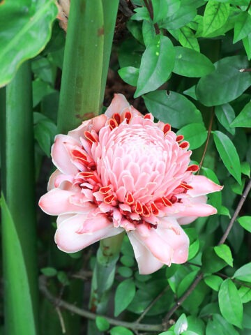 Lg. Sweet Pink Torch Ginger Plant (etlingera elatior)
