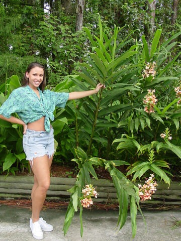 Lg. Orange Pincushion Butterfly Ginger Plant (hedychium coccineum)