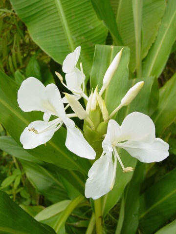 Lg. Purest White Butterfly Ginger Plant (hedychium coronarium)