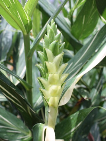 Alternative view of Lg. Creamsicle Butterfly Ginger Plant (hedychium sp)