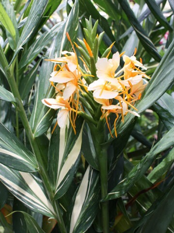 Lg. Creamsicle Butterfly Ginger Plant (hedychium sp)