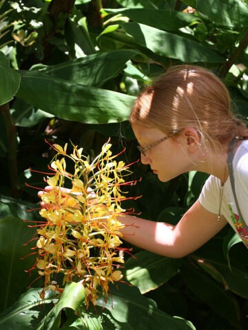 Lg. Hawaiian Rim Ginger Plant (hedychium gardnerianum extendum)