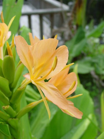 Lg. Orange Crush Butterfly Ginger Plant (hedychium sp)