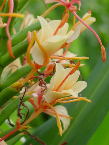 Lg. Stepladder Butterfly Ginger Plant (hedychium sp)