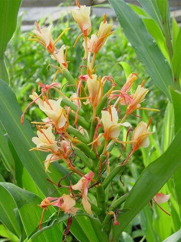Alternative view of Lg. Stepladder Butterfly Ginger Plant (hedychium sp)