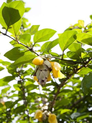 Alternative view of Lg. Parrots Beak Shrub Ching-chai (gmelina philippensis)