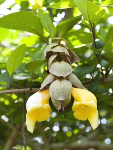 Lg. Parrots Beak Shrub Ching-chai (gmelina philippensis)