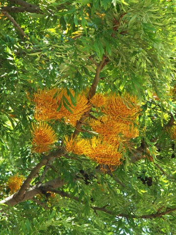Tropical Silky Oak Tree (grevillea robusta)