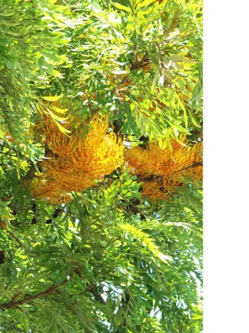Alternative view of Lg. Tropical Silky Oak Tree (grevillea robusta)