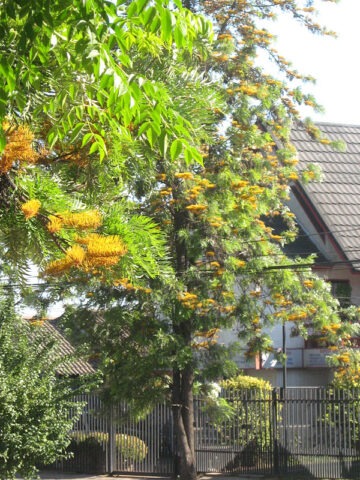 Lg. Tropical Silky Oak Tree (grevillea robusta)