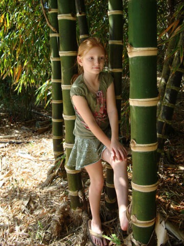 Lg. Thornless Guadua Bamboo (guadua angustifolia clumping)