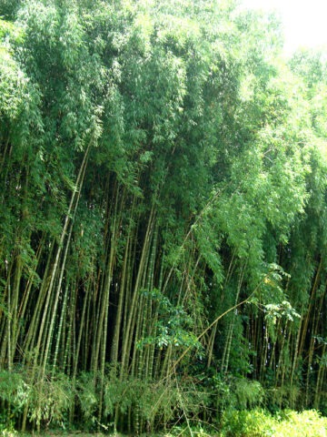 Alternative view of Lg. Thornless Guadua Bamboo (guadua angustifolia clumping)