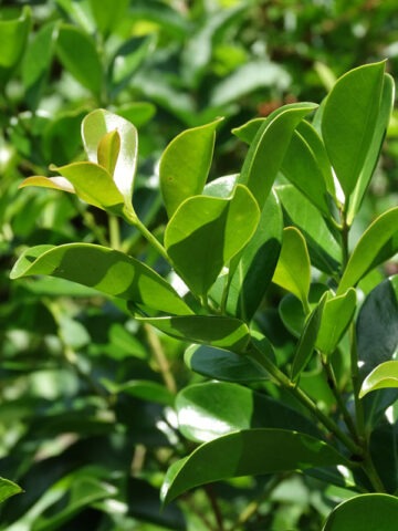 Alternative view of Lg. Red Strawberry Guava Tree (psidium littorale)