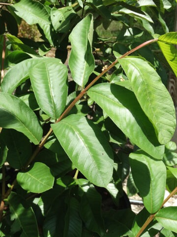 Alternative view of Lg. Emperor Sweet Crisp Guava Tree (psidium guajava)