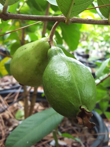 Alternative view of Lg. Lynda White Pear Guava Tree (psidium guajava)