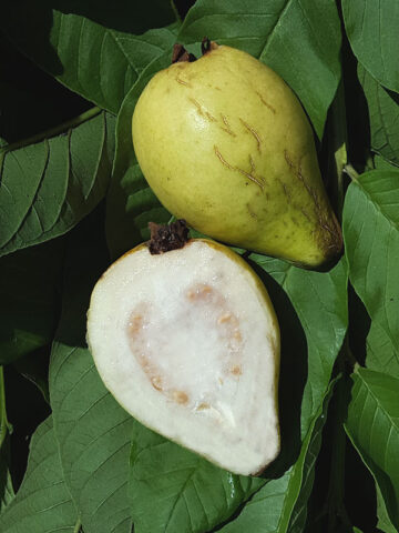 Lg. Lynda White Pear Guava Tree (psidium guajava)