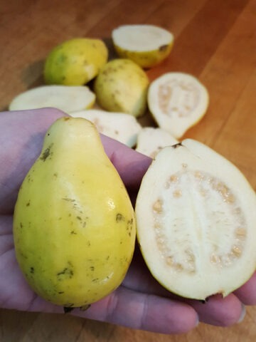 Lg. Mexican Cream Guava Tree (psidium guajava)