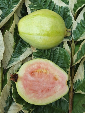 Lg. Variegated Thai Pink Guava Tree (psidium guajava)