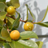Lg. Lemon Guava Tree (psidium littorale)